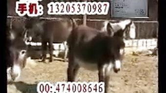 沈猛爆料老驴视频大全,老驴视频大全背后的惊人真相